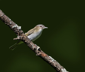 Red-Eyed Vireo