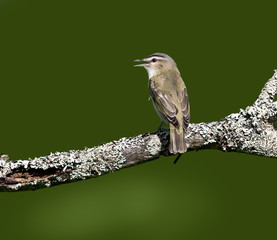 Red-Eyed Vireo