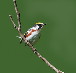 Black-Capped Chickadee Perched on a Pine Tree in Winter