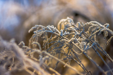 dry grass winter morning