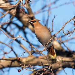 Bohemian Waxwing  