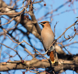 Bohemian Waxwing  