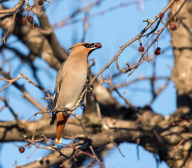 Bohemian Waxwing Eating Berries
