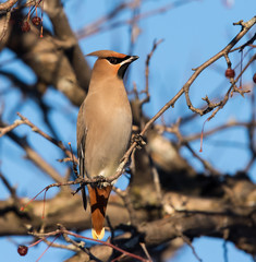Bohemian Waxwing Eating Berries