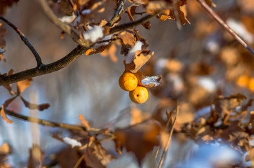 Oak galls Cynips quercusfolii