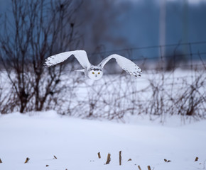 Snowy Owl in Flight  