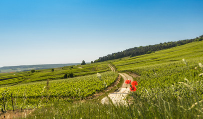 Typical agricultural summer  landscape in Champagne, France