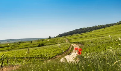 Tableaux ronds sur aluminium Été Typical agricultural summer  landscape in Champagne, France