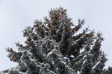 close up of blue spruce tree at winter