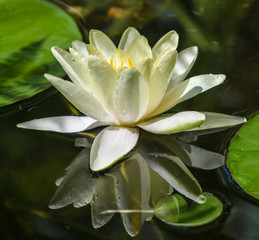 Yellow lotus blossoms or water lily flowers-Marliacea Chromatella  blooming in pond 