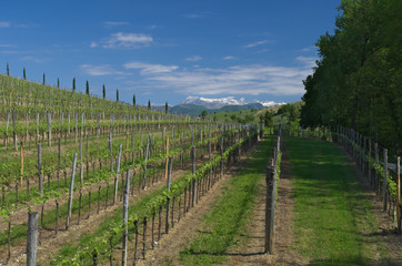 Fototapeta na wymiar Italian vineyard in early spring with a detail of new leaves, Italy, Friuli 