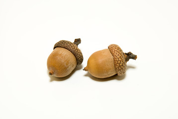 Two  acorns  with cap on over white