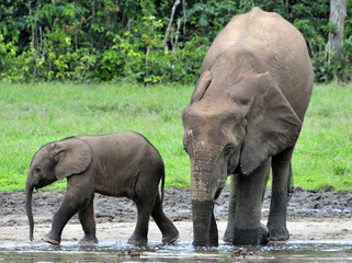 The elephant calf  with  elephant cow The African Forest Elephant, Loxodonta africana cyclotis. At the Dzanga saline (a forest clearing) Central African Republic, Dzanga Sangha