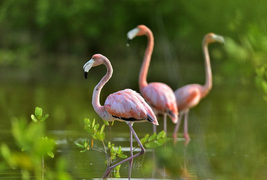 Caribbean flamingos ( Phoenicopterus ruber ruber ) on pond in Cuba.