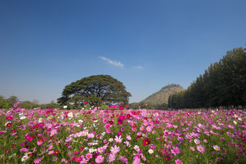 Obraz premium cosmos flower field