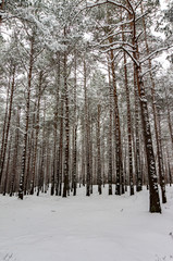 snowy winter woods