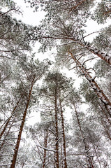 Fototapeta premium snowy winter woods