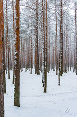 snowy winter woods