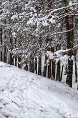 Fototapeta premium snowy winter woods