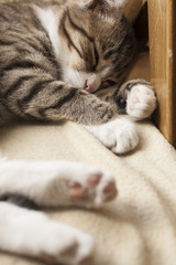 Young cute cat sleeping on the couch