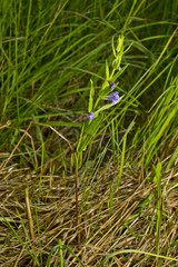 Scutellaria galericulata, common skullcap, marsh skullcap or hooded skullcap. Blue blooming flower in natural environment.
