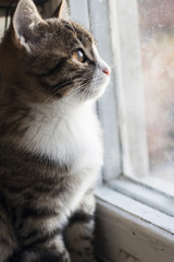 Young cute cat sitting on a windowsill and looking at old window