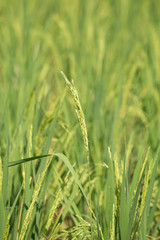 Rice spike in the paddy field