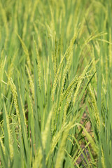 Fototapeta na wymiar Rice spike in the paddy field