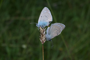 Cuple of common blue butterfly (Polyommatus icarus) mating on a flower
