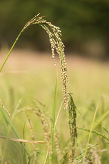 Rice spike in the paddy field