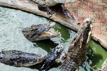 Large Crocodile lying and open It's mouth in farm.