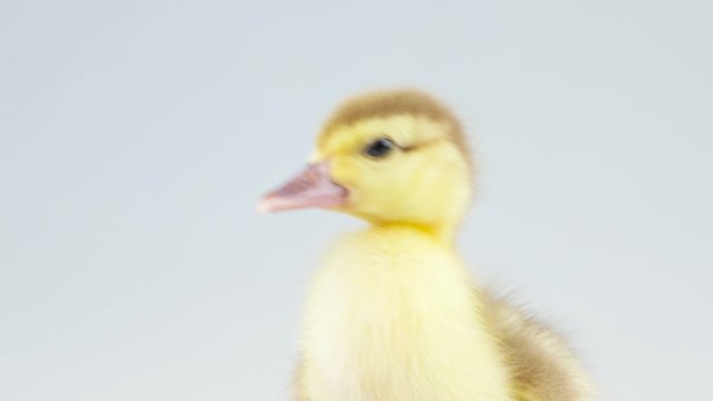Duckling quacks closeup in studio (include 2 scenes)