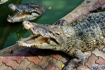 Large Crocodile lying and open It's mouth in farm.