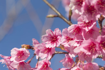 Cherry blossom, sakura flowers