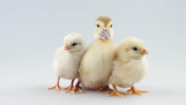 Little friends, duckling and two chicken sitting