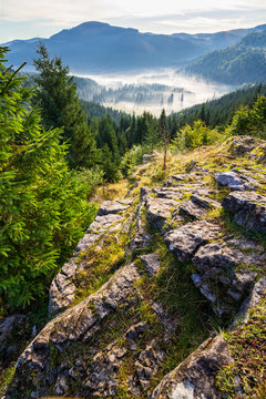 valley with conifer forest full of fog in mountain