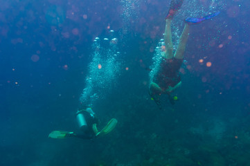 Fototapeta na wymiar Diver blue water scuba diving at Shark island of Koh tao