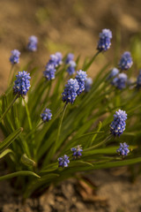 Blue muscari flowers (Grape Hyacinth) in the garden