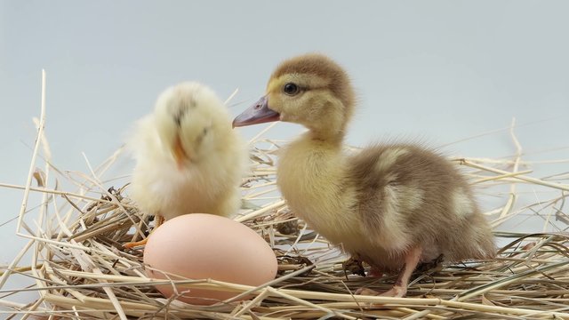 Little chicken and duckling sits in the hay nest near egg