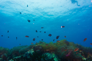 Fototapeta na wymiar Coral reef covered in hard corals