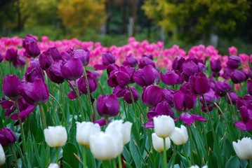 Beautiful tulips