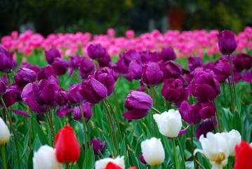 Beautiful tulips