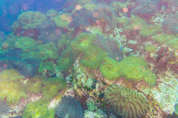 Coral reef covered in hard corals
