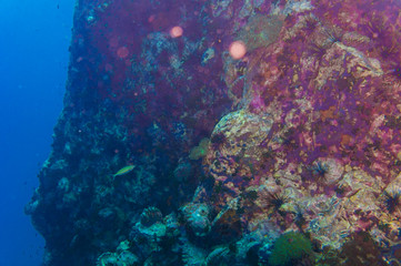 Naklejka na ściany i meble Coral reef covered in hard corals
