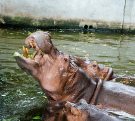 Hippopotamus,It's mouth open looking for food.
