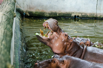 Hippopotamus,It's mouth open looking for food.