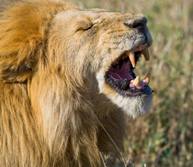 Big male lion yawning in the morning. National Park. Kenya. Tanzania. Maasai Mara. Serengeti. An excellent illustration.