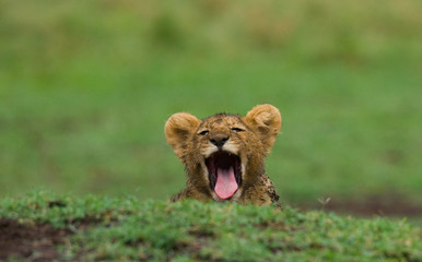 Lion cub is yawning. National Park. Kenya. Tanzania. Masai Mara. Serengeti. An excellent illustration.