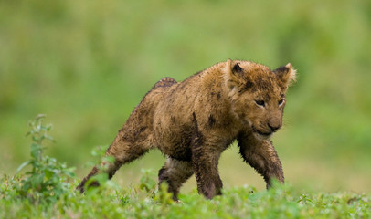 Lion cub. National Park. Kenya. Tanzania. Masai Mara. Serengeti. An excellent illustration.
