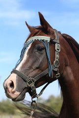 Obraz premium Beautiful arabian horse looking around on summer corral